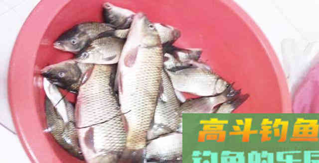 夏季关于钓深浅问题，不要过于纠结，参考这些就够了