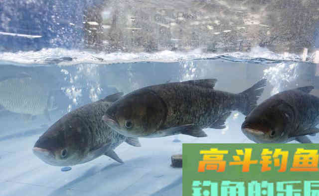 夏季温度越高越好钓的3种鱼