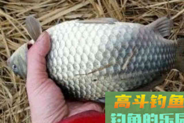 刚立春，我就换用这百试不爽的钓法
