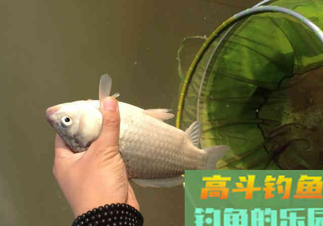 立春钓鱼，谨小慎微才是春钓爆护的不二法门
