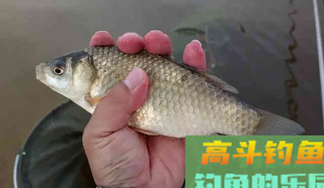 初春、仲春、暮春各不同，跟着节气来钓鱼