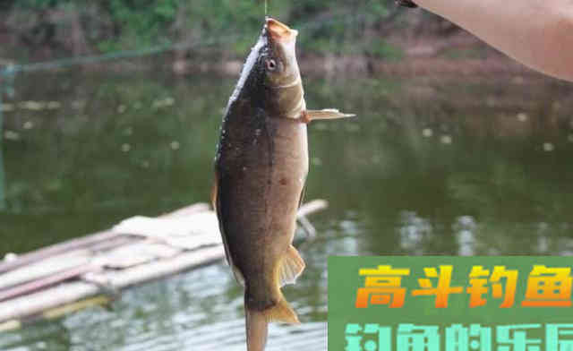 夏季钓鱼，如何把活鱼带回家