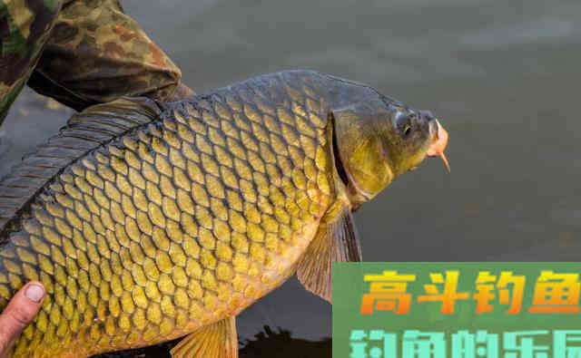 降温钓不到鱼？分3种情况