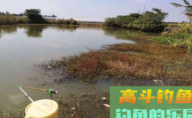 秋季钓鱼，天气越凉爽，越是要钓浅水