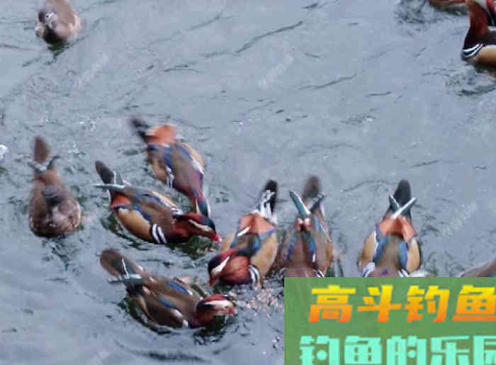 立春到惊蛰，惊蛰到清明等，这段时间钓鱼技巧