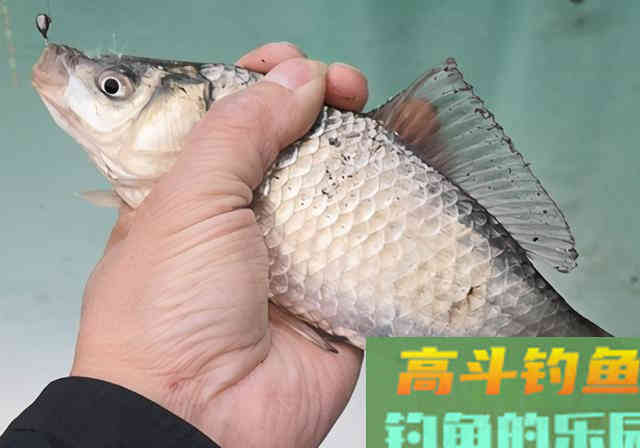 冬季传统钓上鱼多，朝天钩的功劳多