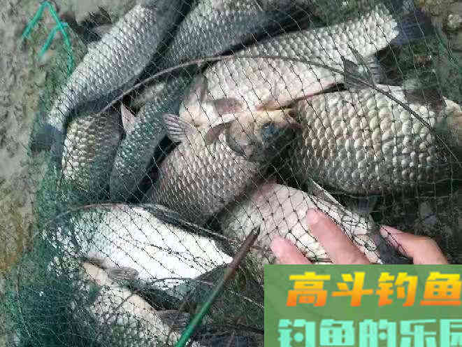 初春低温，在深水区应该这样垂钓，收获会更好