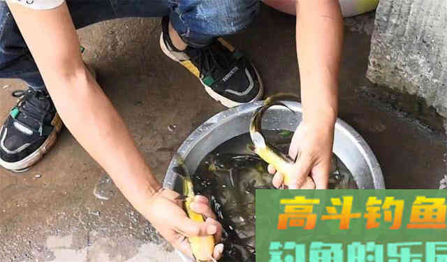 春季下雨钓鱼攻略，小鱼少大鱼多，靠岸觅食吃口狂
