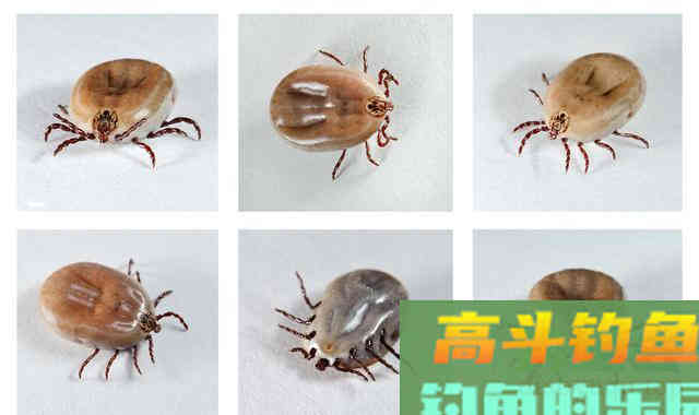 夏季钓鱼要注意，这2个小昆虫对人有致命威胁