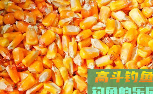 夏季在自然水域,教你这三招用玉米野钓上鱼多