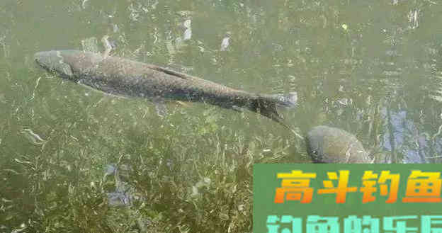 夏季垂钓，滩和渊的选择，时机很关键