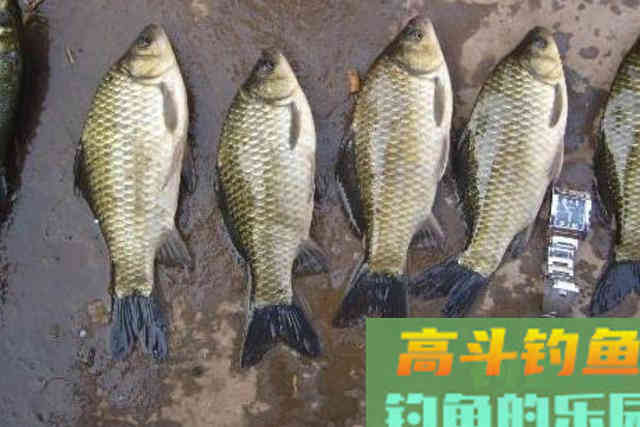 冬天再冷，只需谨记这“3要3不要”，不管在哪钓都能狂拔