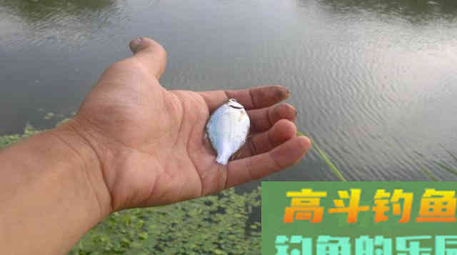 初夏不钓大鱼，我偏爱这些小型鱼