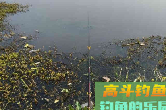 立冬前，大板鲫只需按我说的钓，一支竿子忙不过来
