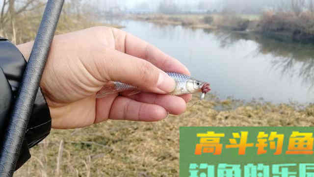 冬钓鲫鱼把握方法和时机，这四点要明确