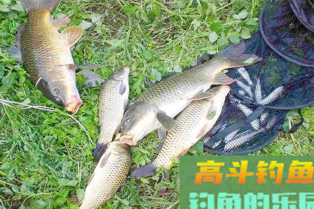 深秋时节，别光盯着钓鲫鱼，这些鱼吃口也很好