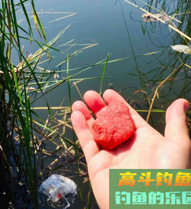 冬天钓鱼，荤饵、商品饵、素饵，哪个上鱼效果最好