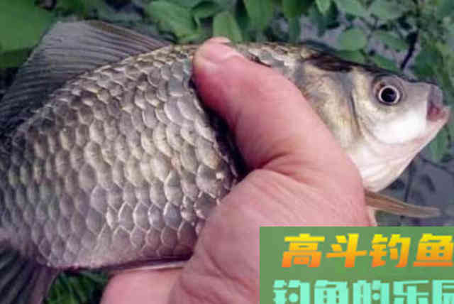 今天才知道，春钓这样诱鱼，既简单又快速