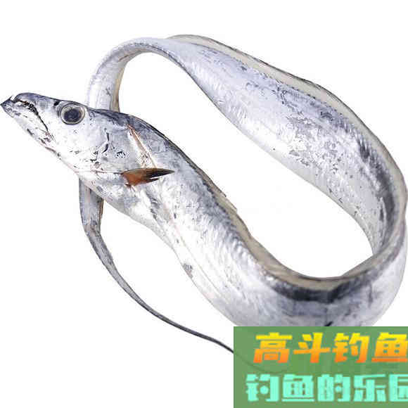 带鱼