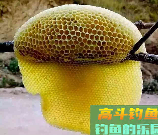 如果你还在认为，大鱼喜香，恭喜你，钓不上大鱼是应该的