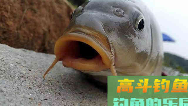 只要饵料能用对，钓鲤鱼，其实并不难