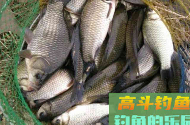 夏钓大板鲫，万万别瞧不起这特效饵