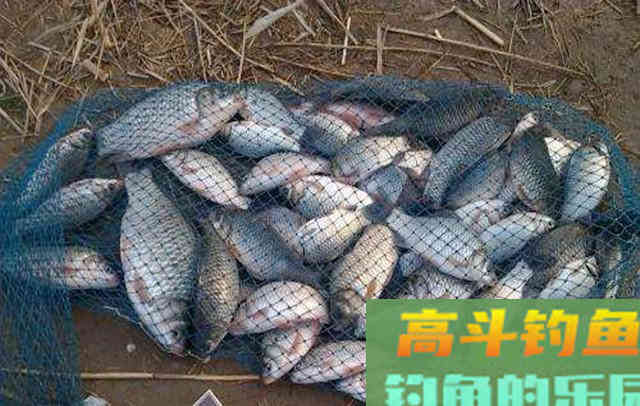 拜师得来的窝料配方，无偿送给钓友们，四季打窝都能用