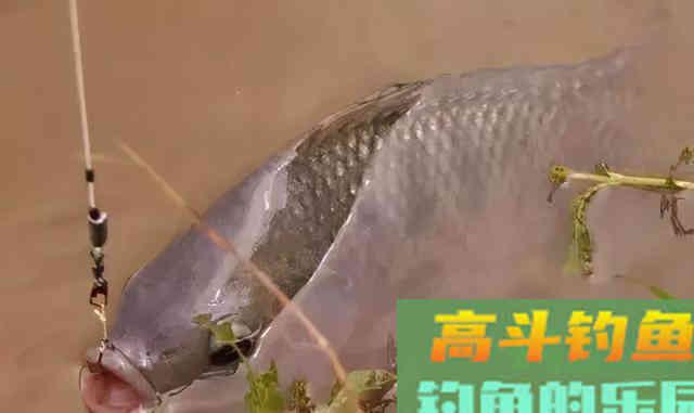 只要饵料能用对，钓鲤鱼，其实并不难