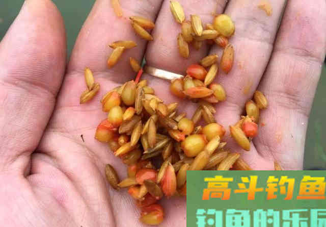 用了十年的窝料配方！老钓友无私分享