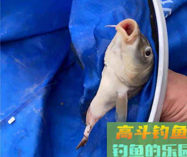 钓鱼不是喂鱼！春季钓大鱼打重窝会坏事