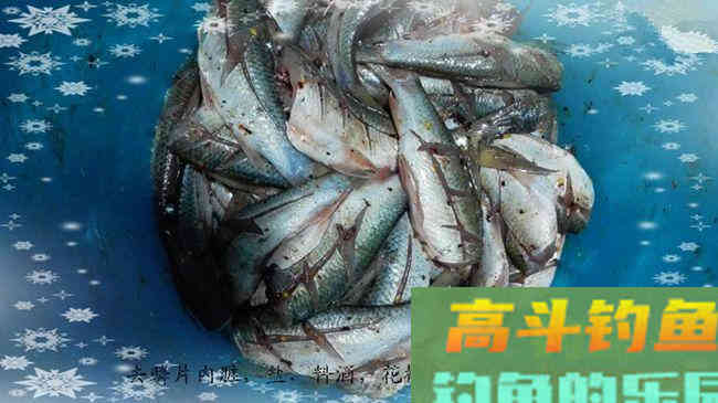 商品饵料搭配钓废塘大丰收鲮鱼