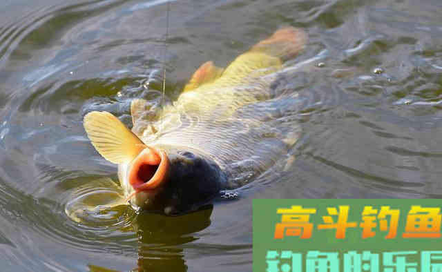 钓鱼时鱼竿上出现这现象，就说明鱼口要停