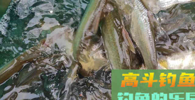 哪种玉米最好用？越是老钓手越不重视如何选用