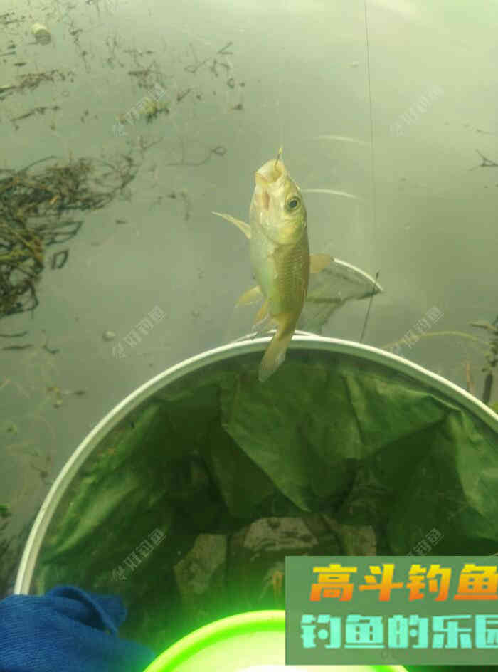 [春季放流]江湖猎人饵料，果然名不虚传