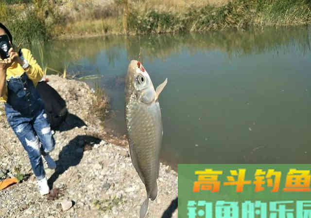 一盒华子换来的窝料配方，适合大水面使用