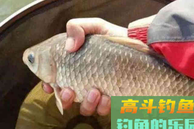 天气一冷，我就用这五字用饵精髓