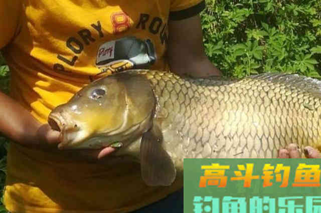 钓了半天，鲤鱼都不吃饵？那是你没试过这特效饵