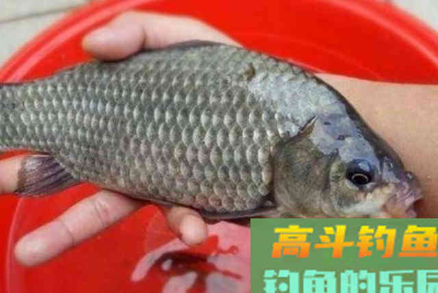 天太冷鲫鱼就不咬钩了，用这2套饵后，上大板鲫