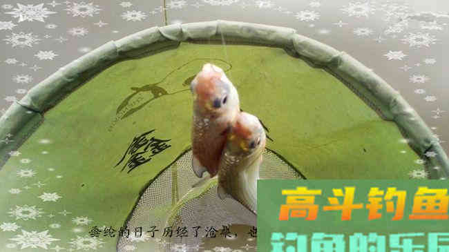 商品饵料搭配钓废塘大丰收鲮鱼
