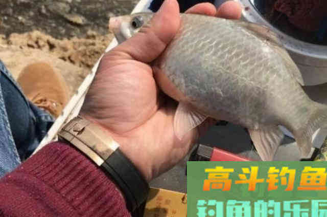 冬天太冷就想封竿不钓？那是你没用过这鲫鱼饵