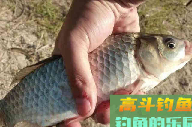 水一流，你收竿不钓，殊不知30年老钓手用这套路