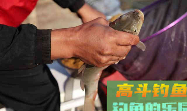 这类饵料即将统治黑坑，但千万不要用来野钓