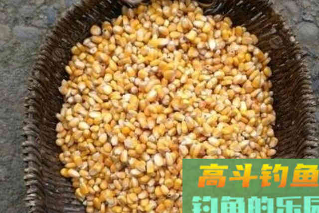 鲤鱼窝料不要出去买了，3斤玉米一瓶酒，教你做特效自制鲤鱼饵