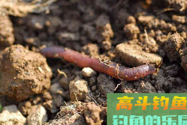 秋冬钓鲤鱼用什么饵料好？高手用了6年的钓鲤配方