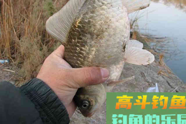 冬钓太难？不懂这六字诀，现在就可封竿