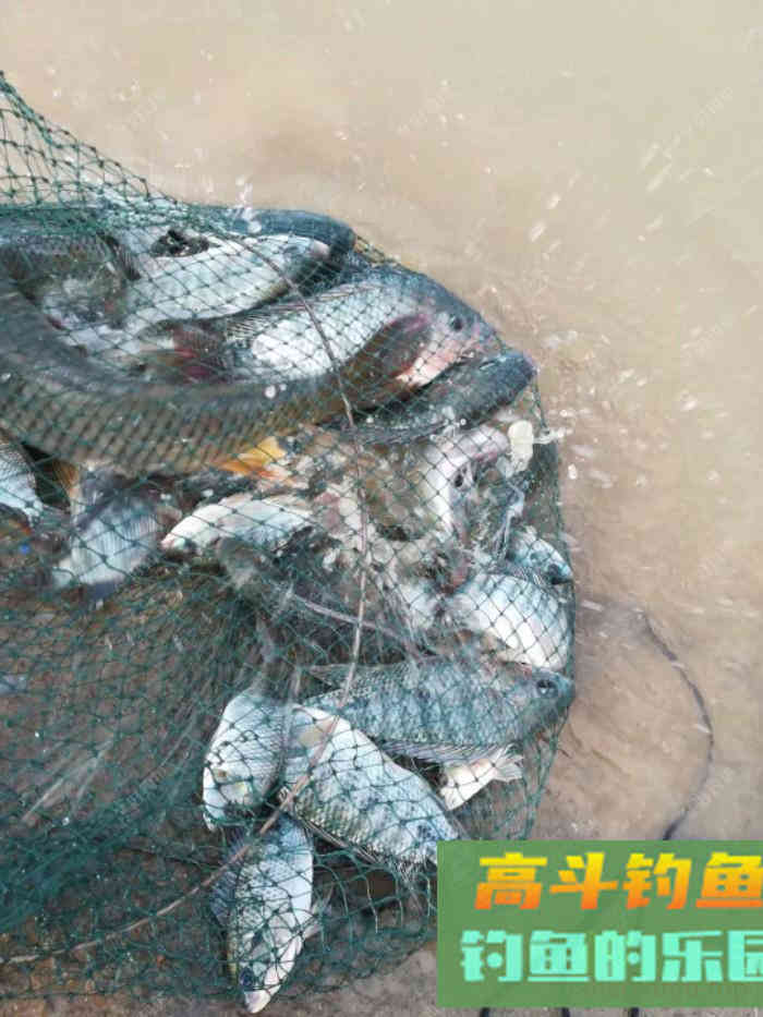 野钓走水该如何打窝，走水河打窝技巧分享