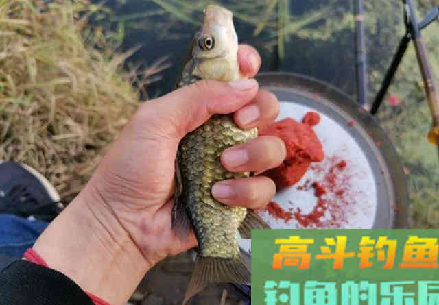 野钓用饵的腥香之争，许多人只知其一