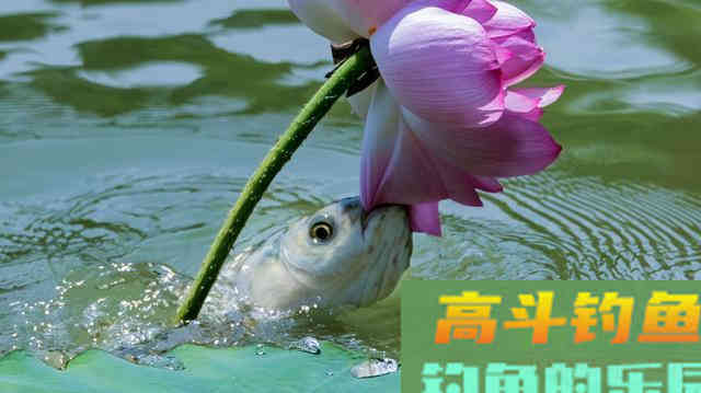 为了得知钓获巨型草鱼的饵料配方，特意请朋友吃了一顿酸菜鱼