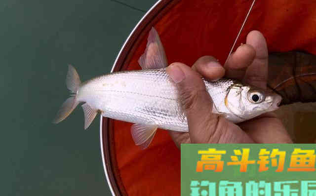 拉饵、搓饵的开饵和上饵经验