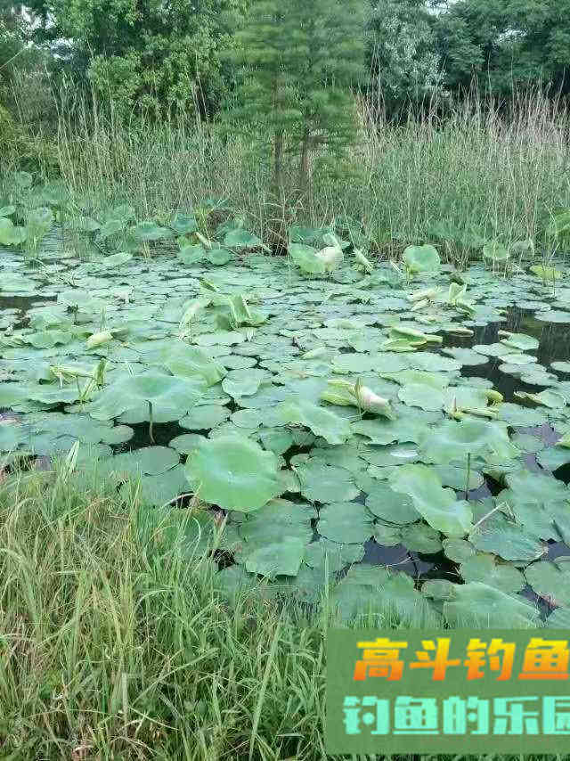 钓鱼不钓草，等于瞎胡跑”，忽视这5点，钓草同样是瞎胡跑